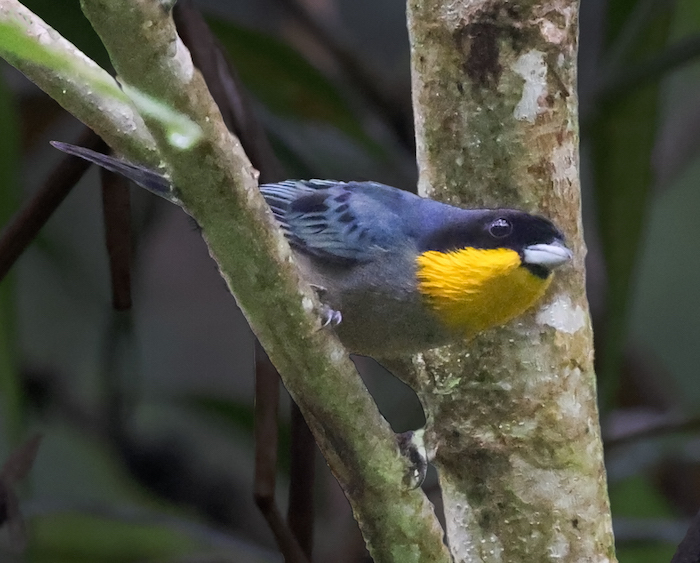 Yellow-throated Tanager