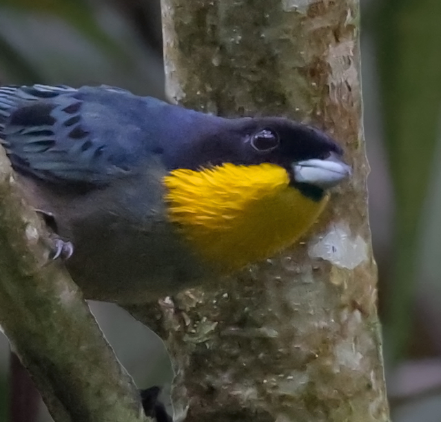 Yellow-throated Tanager