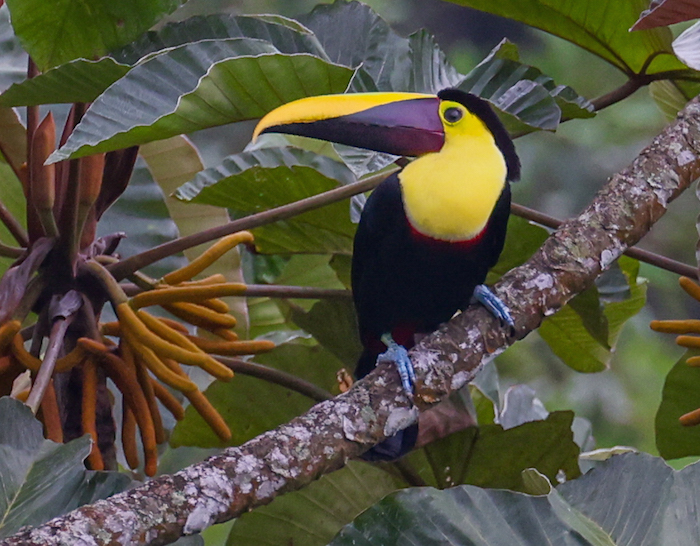 Yellow-throated Toucan