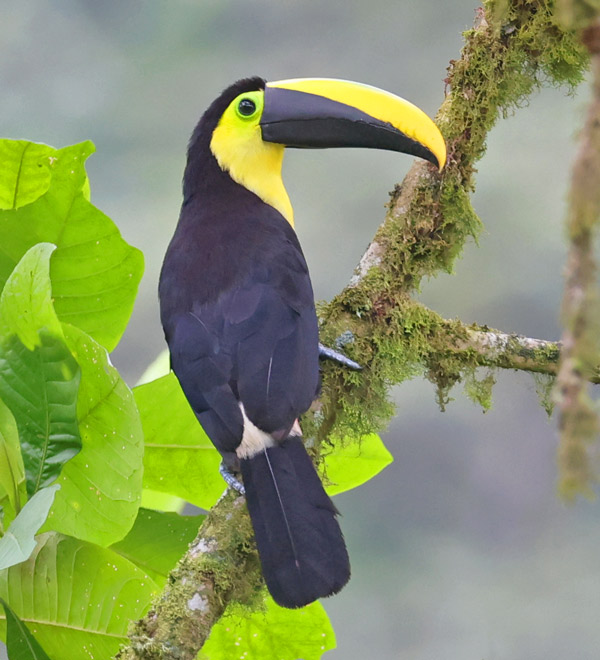 Yellow-throated Toucan