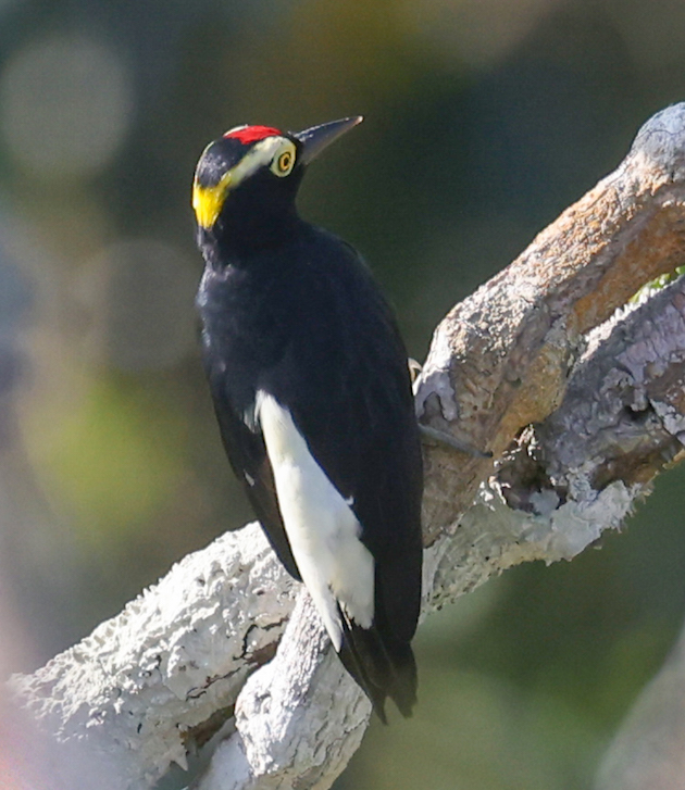 Yellow-tufted Woodpecker