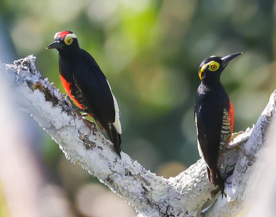Yellow-tufted Woodpecker