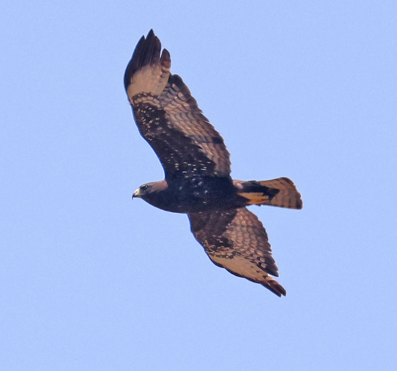 Zone-tailed Hawk (immature)