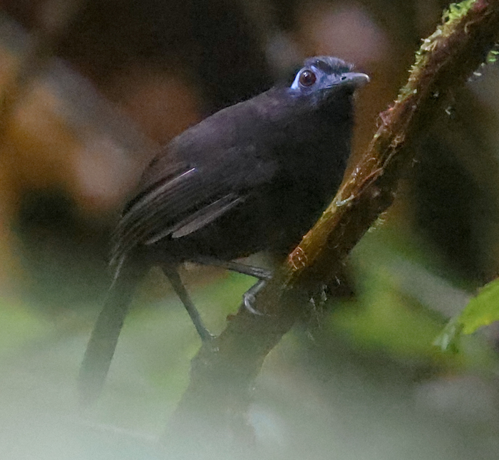 Zeledon's Antbird