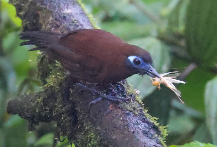 Zeledon's Antbird