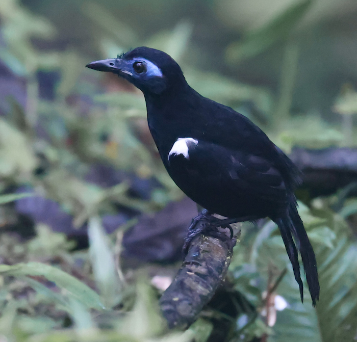 Zeledon's Antbird