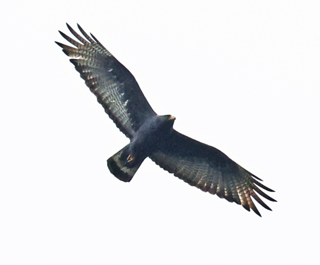 Zone-tailed Hawk (adult)