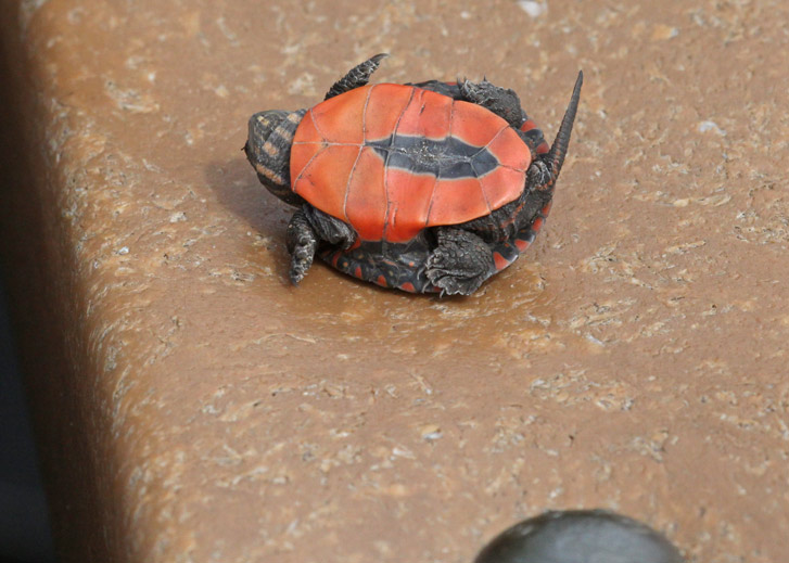 Midland Painted Turtle (juvenile)
